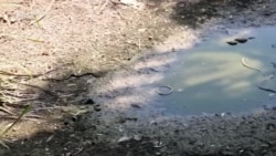 Ribe više nema, ali zmija ima