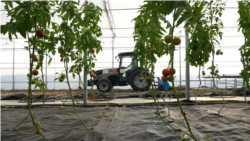 (Video) Agricultură cu smartphone-ul în mână. Cum vrea UTM să atragă tinerii la specialitățile agricole