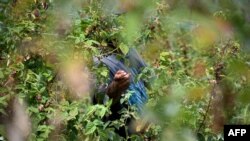 Берење овошје во Србија, јули 2025