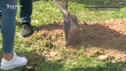 Marš u čast žrtvama požara u COVID bolnici u Tetovu