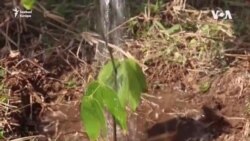 Madagaszkári sikertörténet: hogyan fogtak össze a helyiek a klímaváltozás ellen?