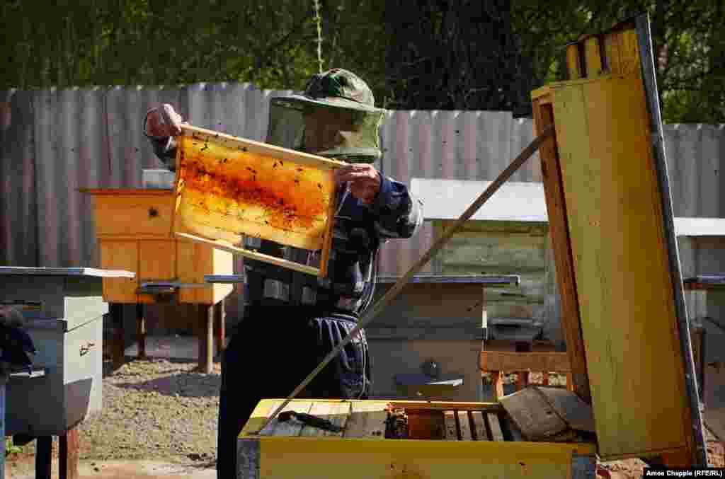 Василий асалпарварӣ мекунад.