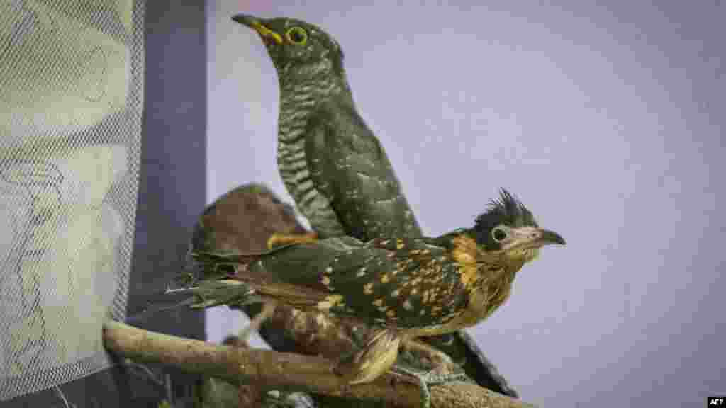 Az állatklinikán kezelik, etetik, itatják a sérült állatokat, majd a lábadozóba kerülnek, hat hónap elteltével pedig visszaengedik őket a vadonba