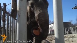 Харків’яни об’єднуються для порятунку місцевого зоопарку