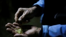 Eksperiment u najsušoj pustinji na svijetu: Uzgoj salate s pomoću magle