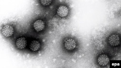 პაპილომა ვირუსი მიკროსკოპში