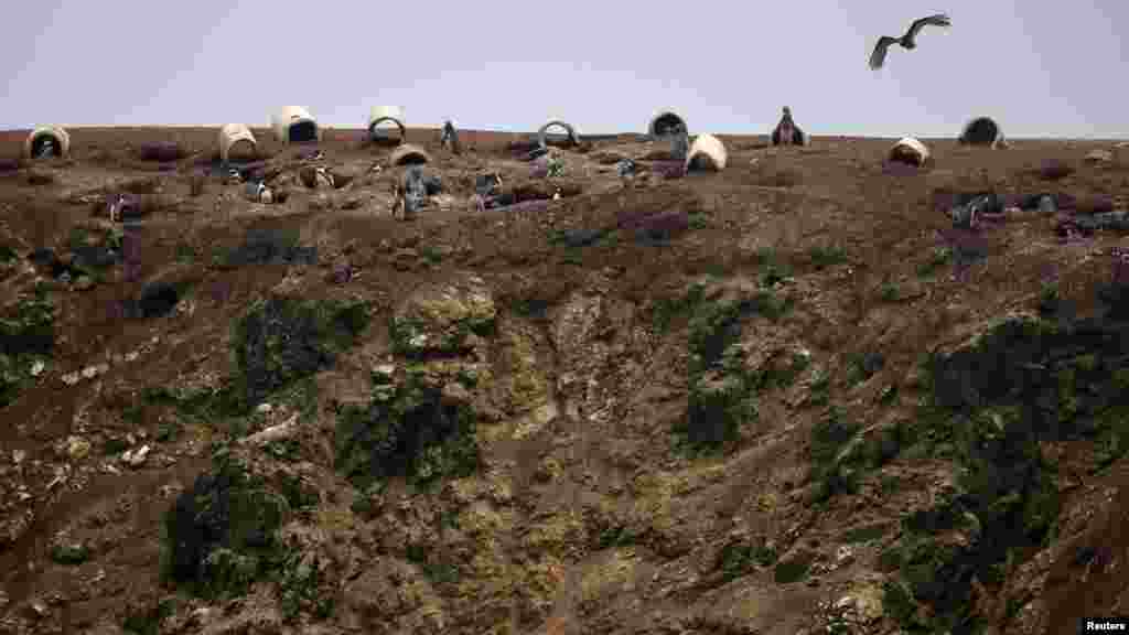 Peru állami ügynöksége, az AgroRural januárban alig több mint félmillió tengeri madarat számolt össze huszonkét szigeten és nyolc part menti ponton, köztük kormoránokat, szulákat és pelikánokat. 2022-ben még négymilliós volt a populációjuk. A képen a Punta San Juan rezervátum Humboldt-pingvinjei számára felállított mesterséges fészkek 