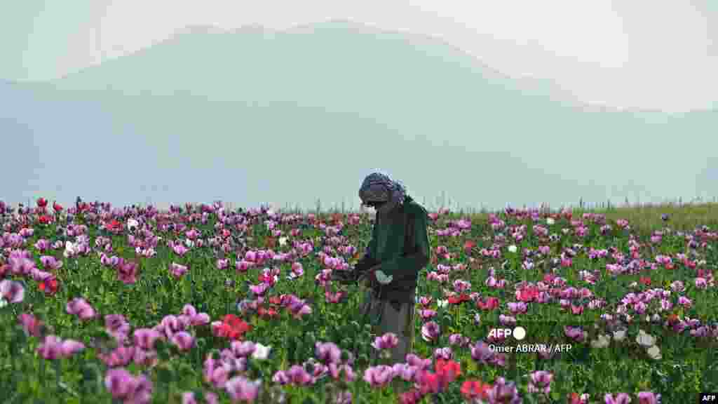 Avganistanski farmer bere opijum iz polja maka na periferiji okruga Faizabad u provinciji Badakšan.
