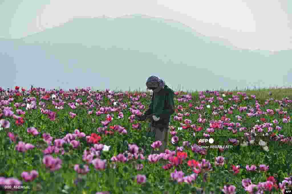 Un fermier afgan recoltează opiu dintr-un câmp de mac la periferia districtului Faizabad din provincia Badakhshan.