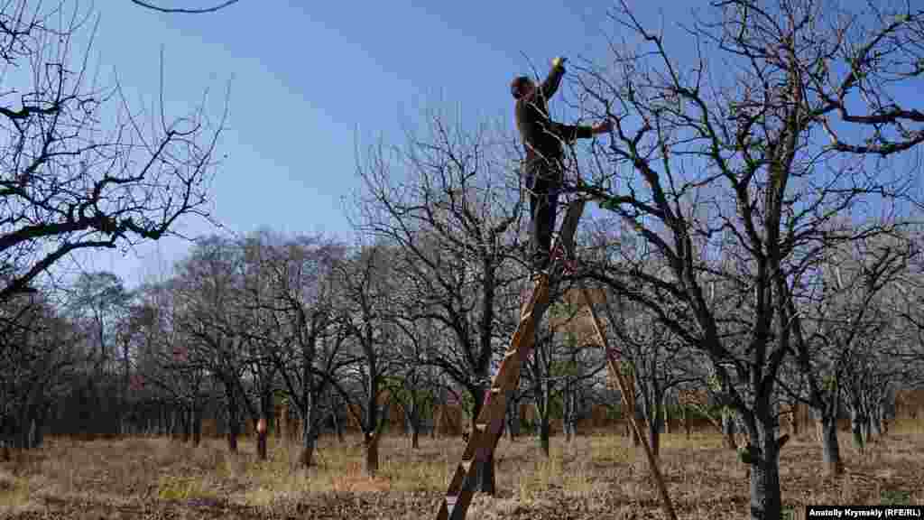Обрезка грушевого сада возле села Зубакино