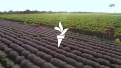 Снимки и бизнес отново в лавандуловите полета на Молдова