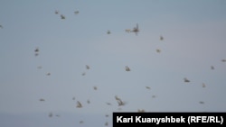 Полет саранчи в Южно-Казахстанской области. Иллюстративное фото.