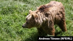Urs fotografiat la sanctuarul Libearty din Zărnești, România.