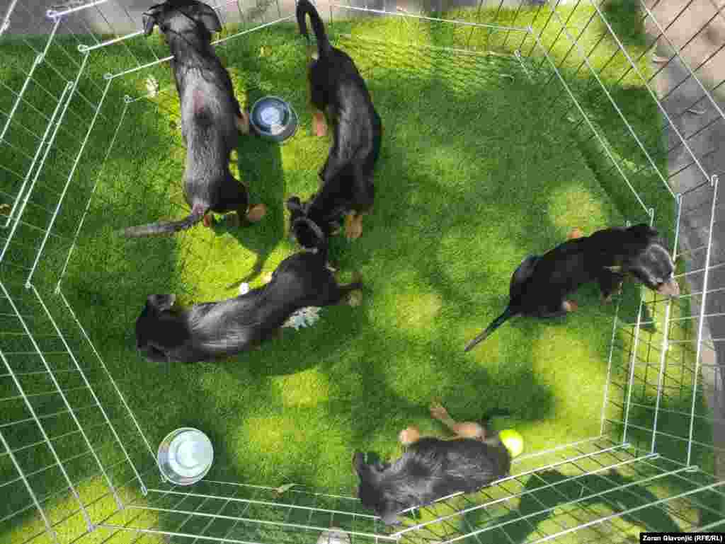 U šest prihvatilišta Veterine Beograd trenutno je oko 3.000 pasa. 