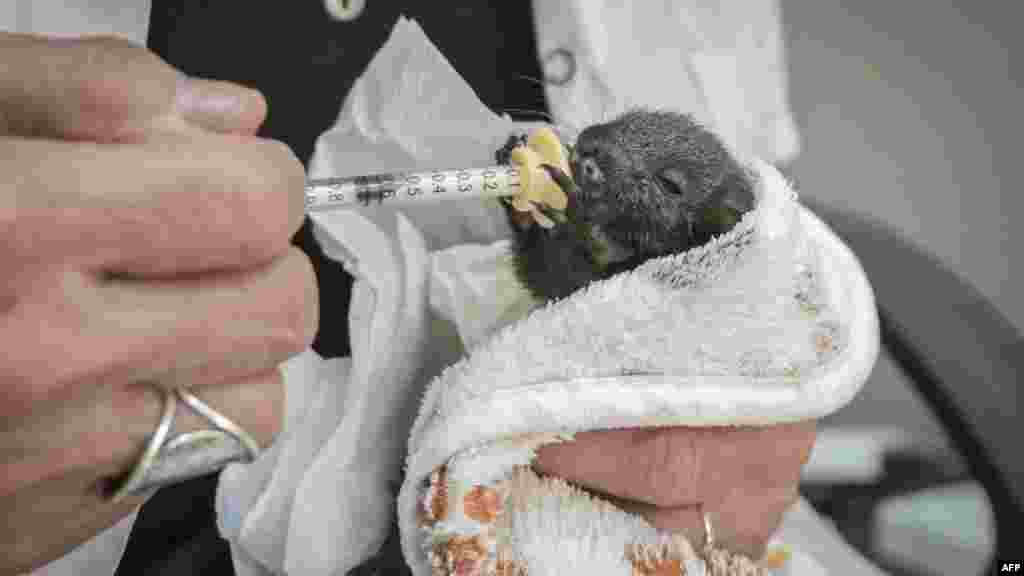 Bébimókus az athéni állatklinikán. Az állatorvosok szerint nemcsak az erdőtüzek és a hőhullámok, hanem a túlszaporodott paraziták is egyre nagyobb fenyegetést jelentenek a vadon élő állatok számára: „A klímaváltozás a mikroorganizmusokra, a parazitákra, a betegségekre is hatással van, befolyásolva azok terjedését” – mondja az állatorvos Markakis