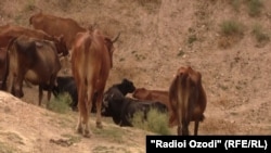 Акс аз бойгонӣ