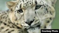 Снежный барс.