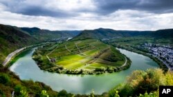 Viță de vie pe un deal deasupra râului Mosela, la Bremm, în Germania. 