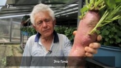 Вторая жизнь грузинского батата