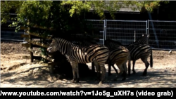 Зебра Чапмана