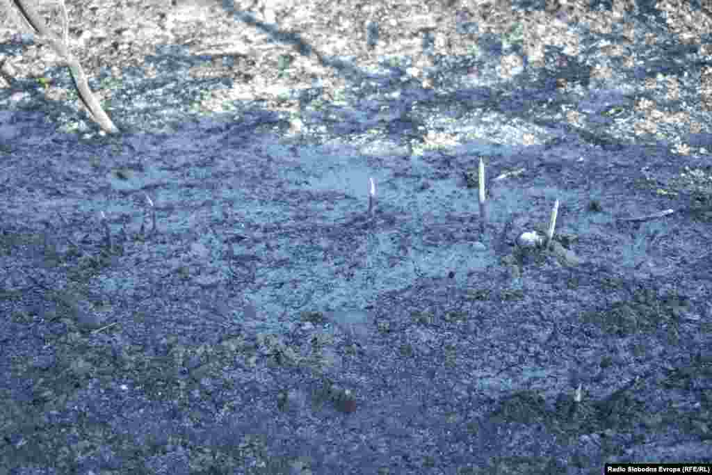 Nisko rastinje prekriveno pepelom u rezervatu Ezerani.