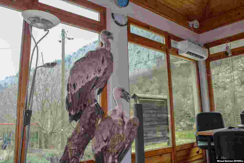 Dva preparirana primjerka bjeloglavih supova, orlova lešinara, koje je Eko centar Blagaj pokušao vratiti u prirodu, a koje su krajem 2018. godine otrovali još uvijek nepoznati počinioci.