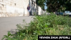 U ovdašnjih gradovima, posebno u Beogradu, toplije vreme dovelo je do duže sezone ambrozije, koja zbog više ugljen-dioksida u atmosferi proizvodi i više polena. Ilustrativna fotografija: ambrozija.